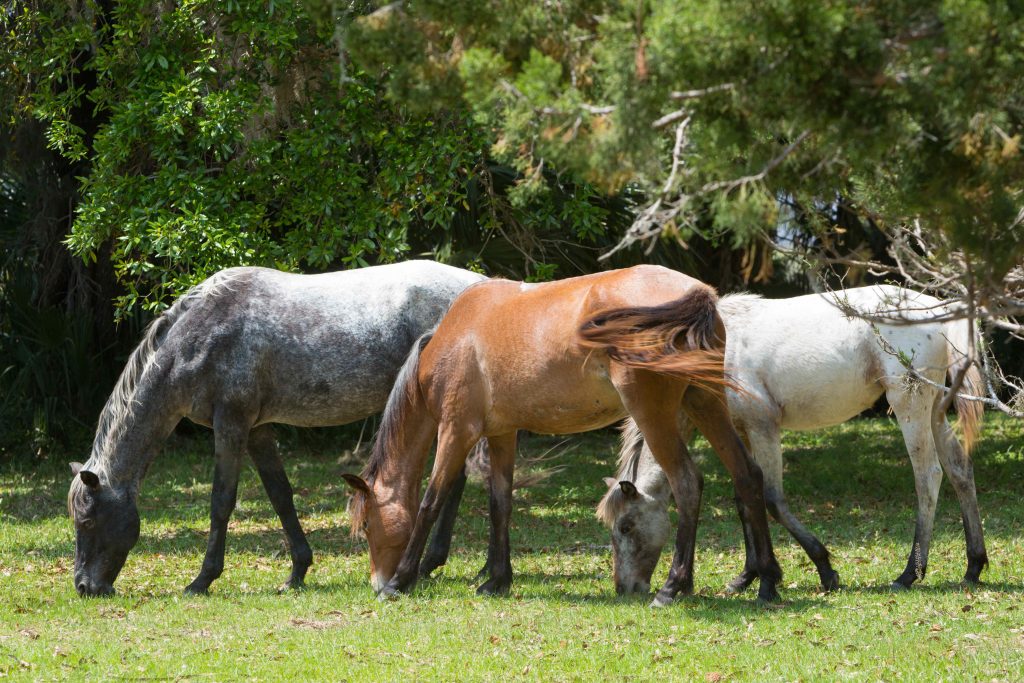 Wild horses grazing on Cumberland Island, Georgia