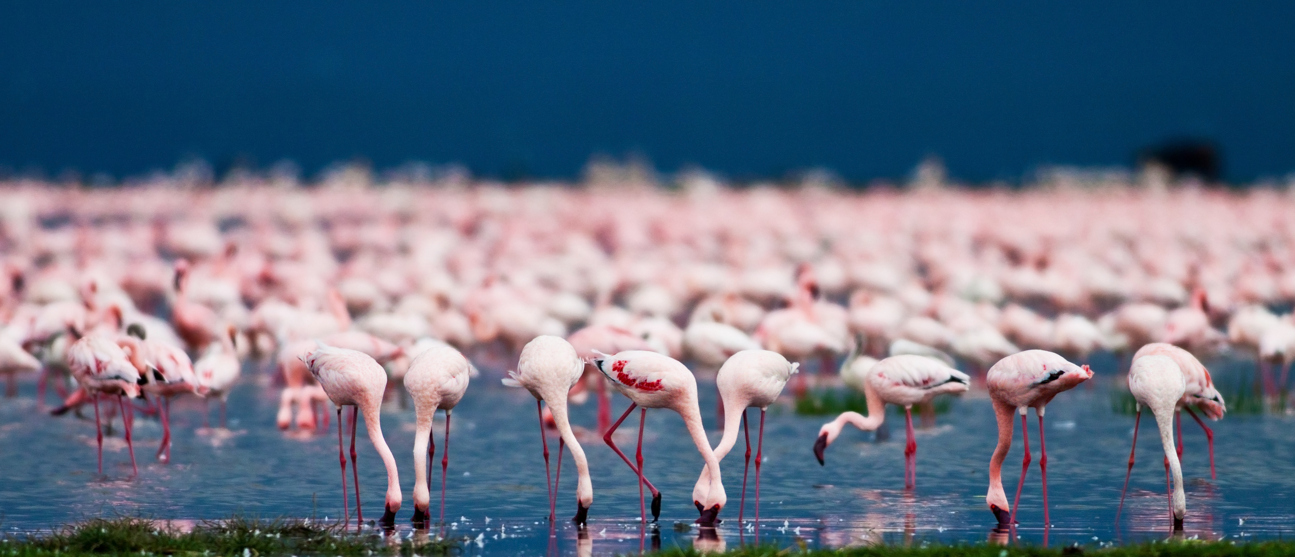 Flamingos at Lake Nakuru, Kenya