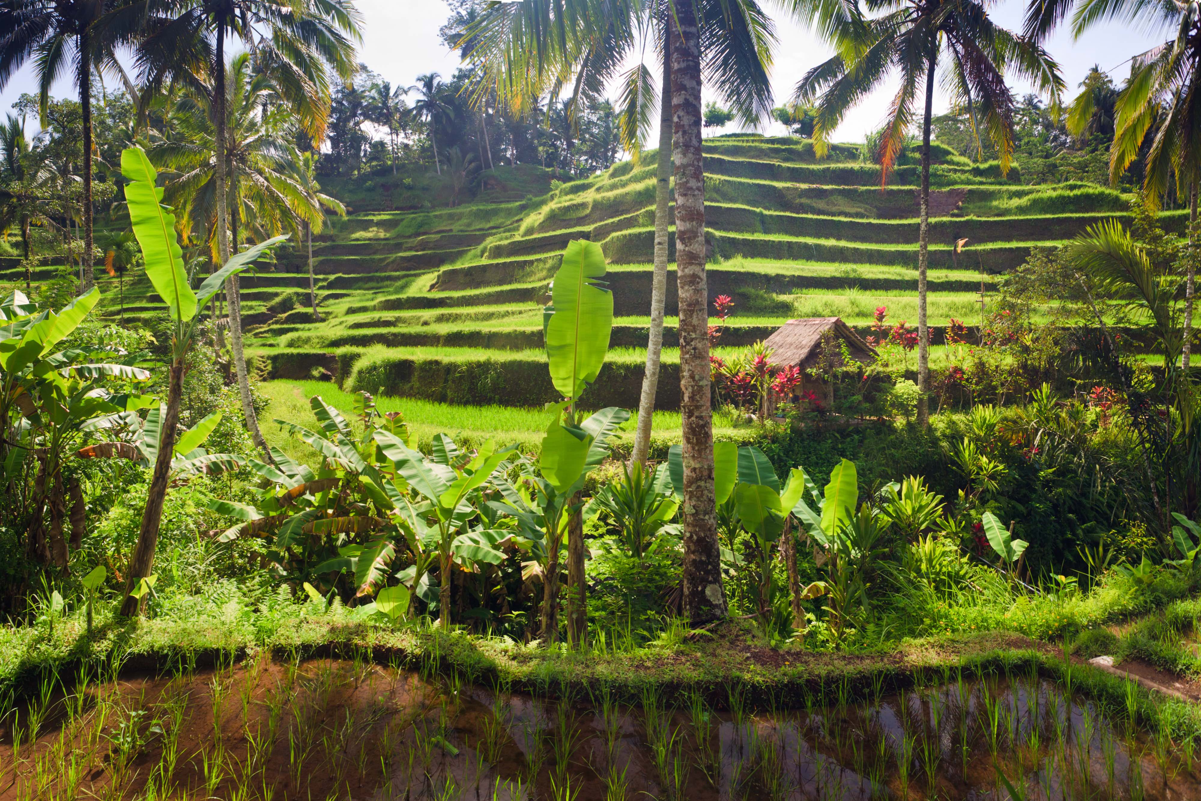 Terrace rice fields in Tegallalang, Ubud on Bali, Indonesia.